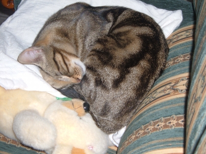 encore mon chat que j'aime