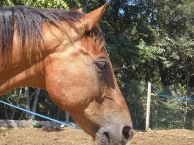 pourier vous vraiment le manger dite non