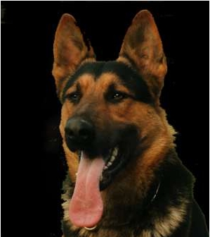 ATTENTION !!!!  y peut mordre !!!  LOL