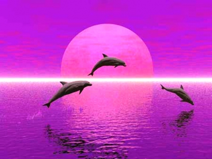 dauphins