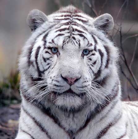 tigre blanc