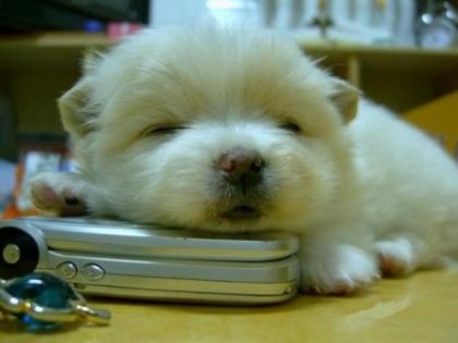 trop chou se chiot !!!!