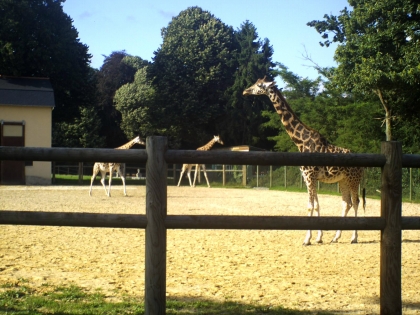 giraphe
