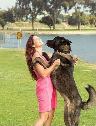 la belle et le shien