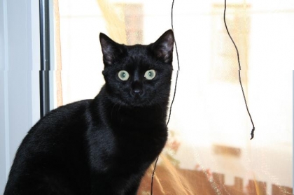 Ma chatte Cl�mentine 