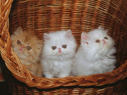 chaton