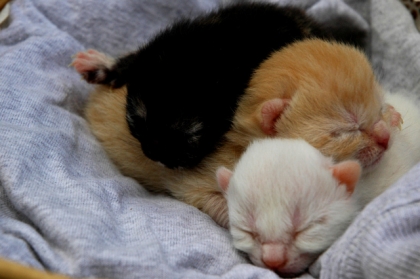 Chatons