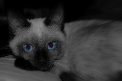 Chatons