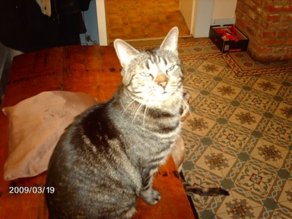 Voici mon chat booly ses mon chat en vraix :)