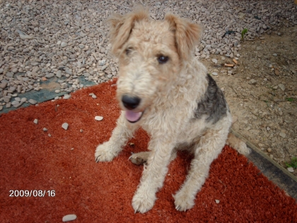 Ma chienne de vacansses :)