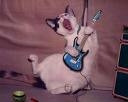 un chat qui joue la guitare