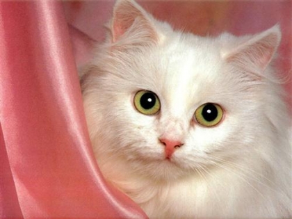 chatte!!!!!!!!!!!!!!!!