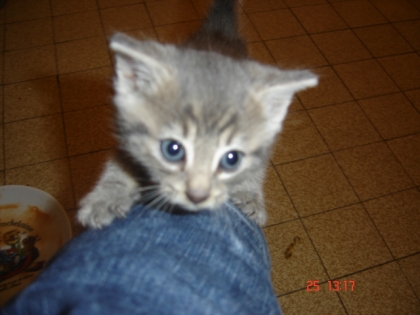 mon chaton