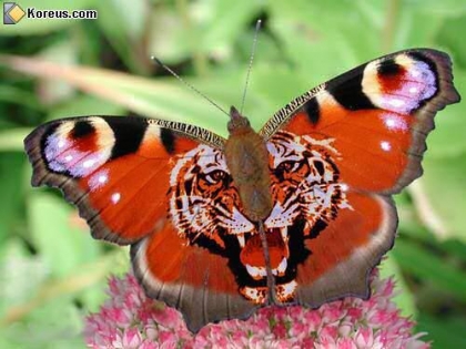 papillans tigre