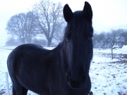 une de mes 56 jument 