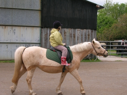 les chevaux sont trop beau