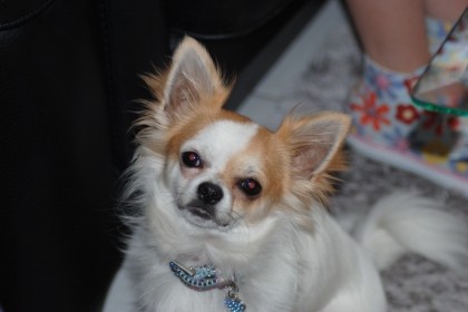 mon ptit........CHOU