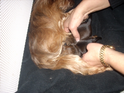 ma chienne est sa maman