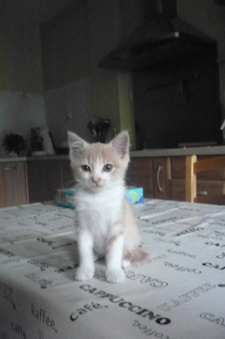 POUR CHANGER DES LITTLE MARCEL