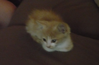 toujours mon chat lola!!!!