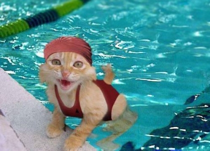 chat a la piscine