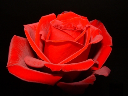 une fleur rouge