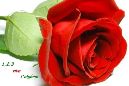 1.2.3 viva l'algérie