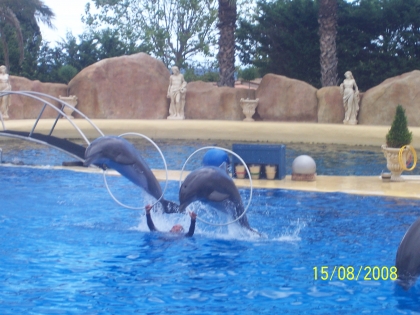 les dauphins