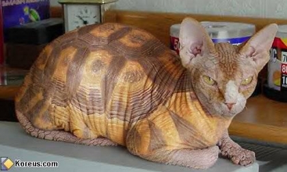 Chat tortue oo' !