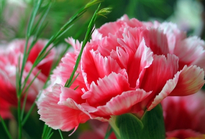 les amies pr�f�re