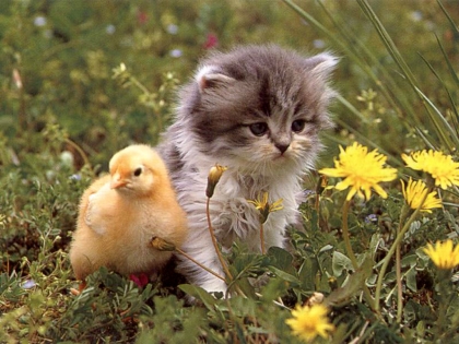 poussins et chatons