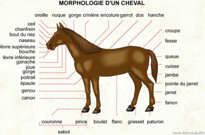 cheval