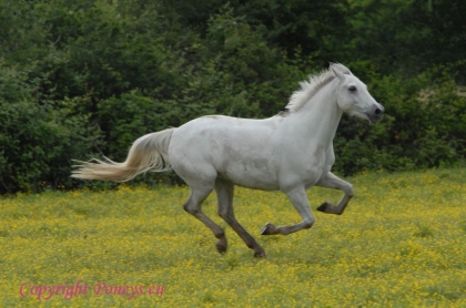 photos chevaux!!