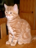  avez vous un animal???