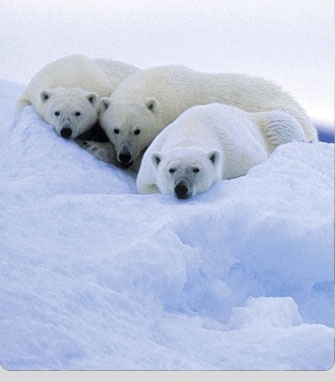  Les ours polaires