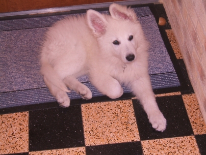 le chien de ma couzine    emeline2001