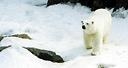ours polaire dans la neige