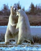 ours polaire qui se bate