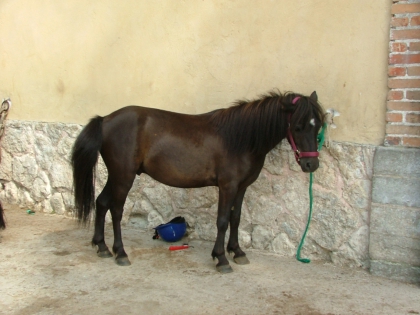 Ma petite ponette