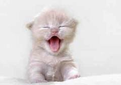 L'image la plus Jolie au monde 