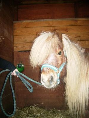 j'aime me animaux me il son plus la sete ma copine lola qui les prene soin