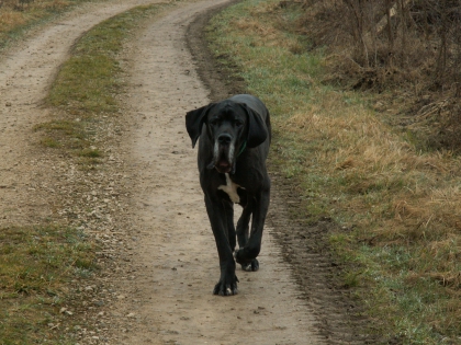 Les dogues allemands 