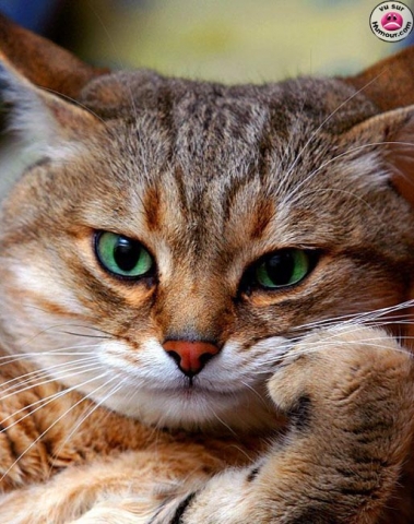 les chats trop marrant 2