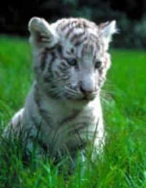 article de mon super blog