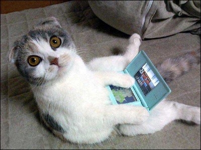 un chat ki f du sport