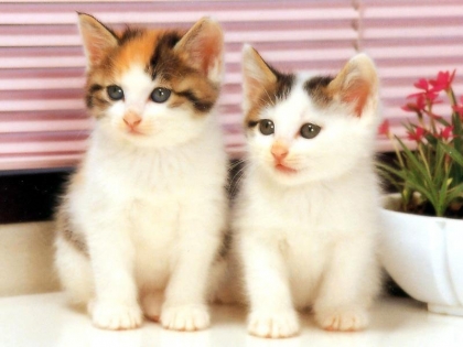 2 chatons