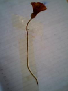 une photo et une histoire /perso 