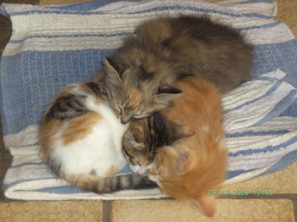 bebe mon petit chat noir