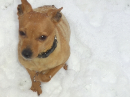 j  ai un chien qui s  appelle lucky