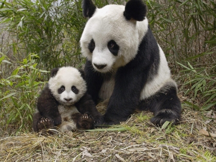 les   panda
